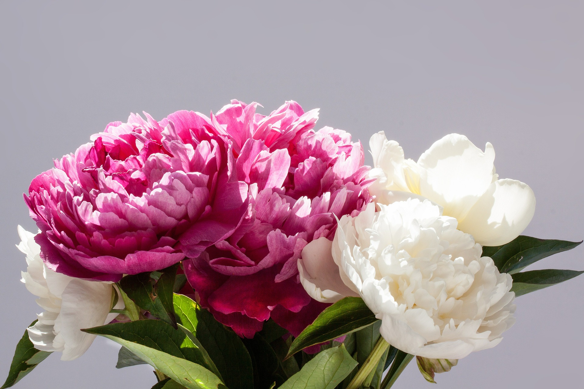 Rose, pivoine, muguet l'éclatante renaissance de la fleur